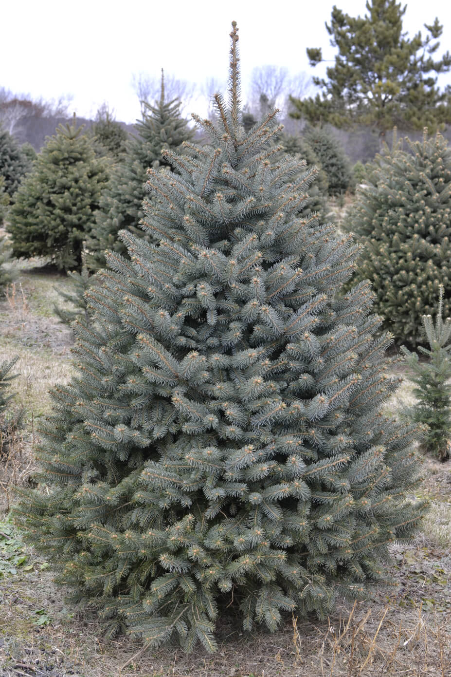 Blue Spruce (Up to 8 ft) Christmas Tree