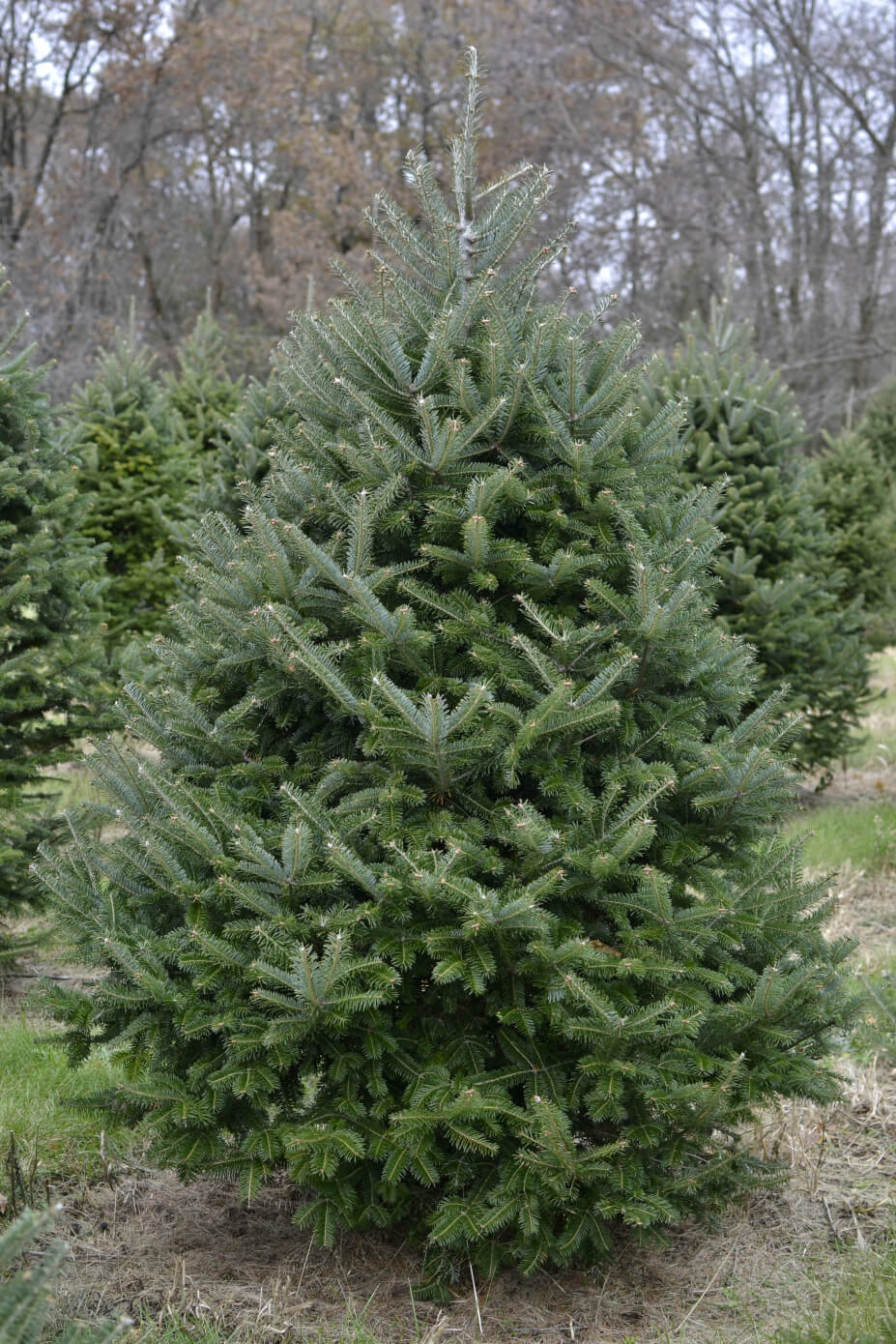 Canaan Fir (Up to 7 ft) Christmas Tree