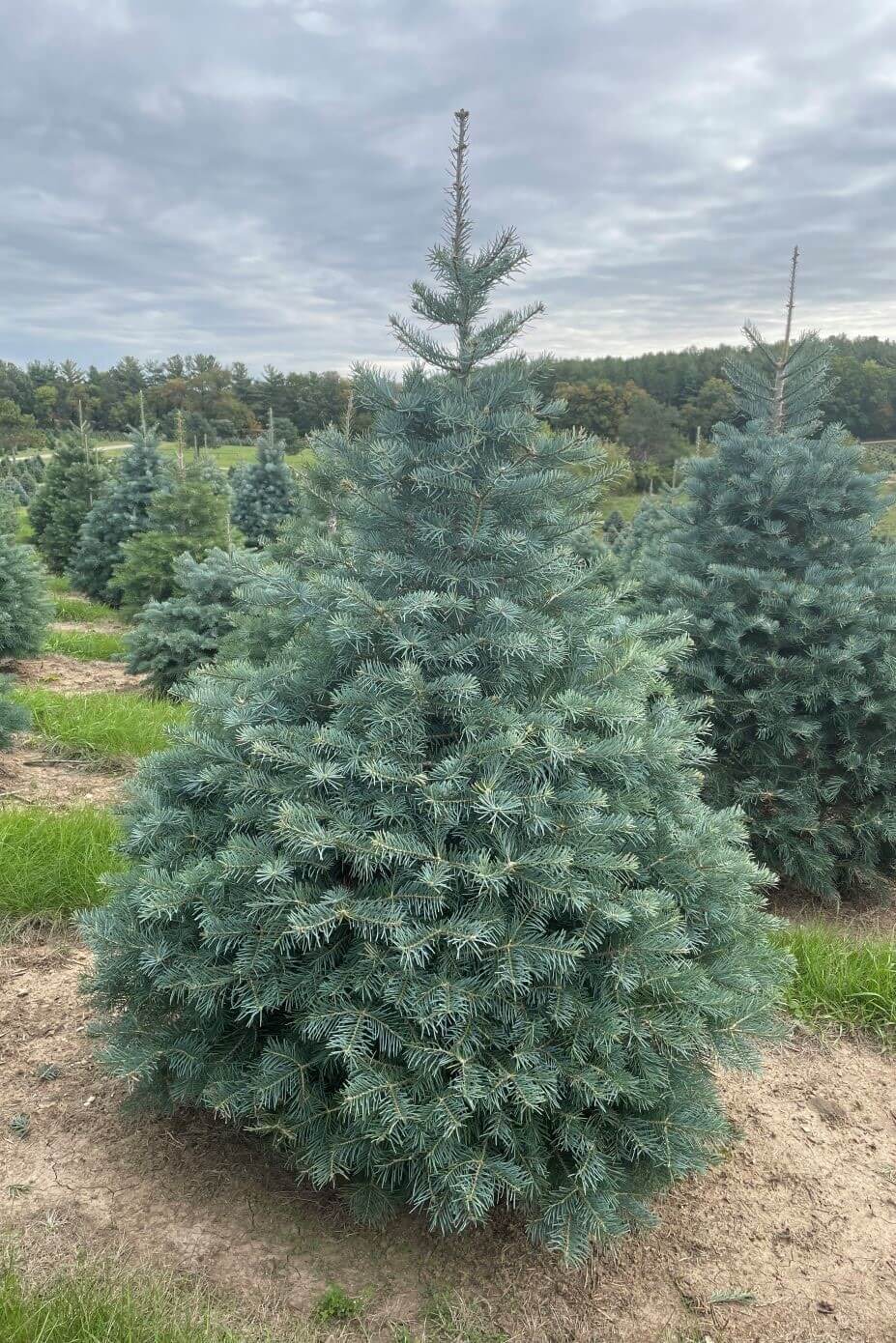 Concolor Fir (Up to 7 ft) Christmas Tree